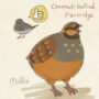 Chestnut-bellied partridge